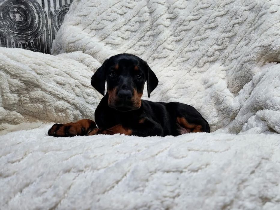 Doberman europejski - mocnej budowy - suczka