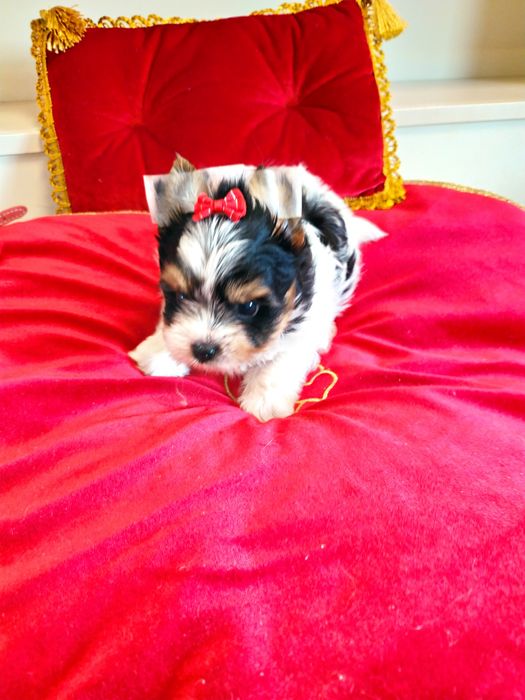 ZkwP /FCI z metryką Biewer Yorkshire terrier, i samczyk .