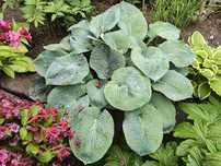 Funkia Hosta "Elegans" niebieska Funkiew odmianach - Duży wybór