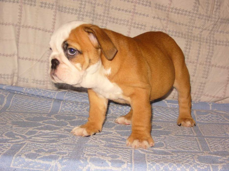 Buldog angielski suczka szczeniak