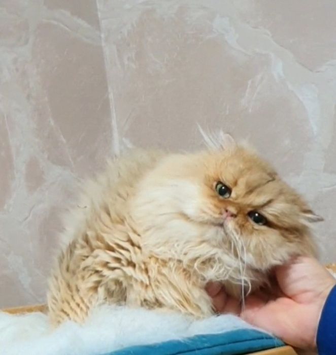 Золотой британский длинношерстный шиншилла