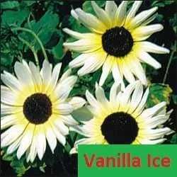 Słonecznik ozdobny Vanille Ice NASIONA * kwiat cięty * paszport * FVAT