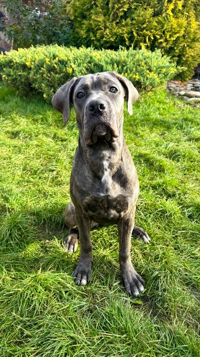 Цуценята Кане Корсо — 5 місяців, з документами