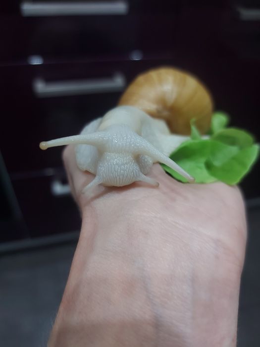 Ślimak afrykański Lissachatina fulica