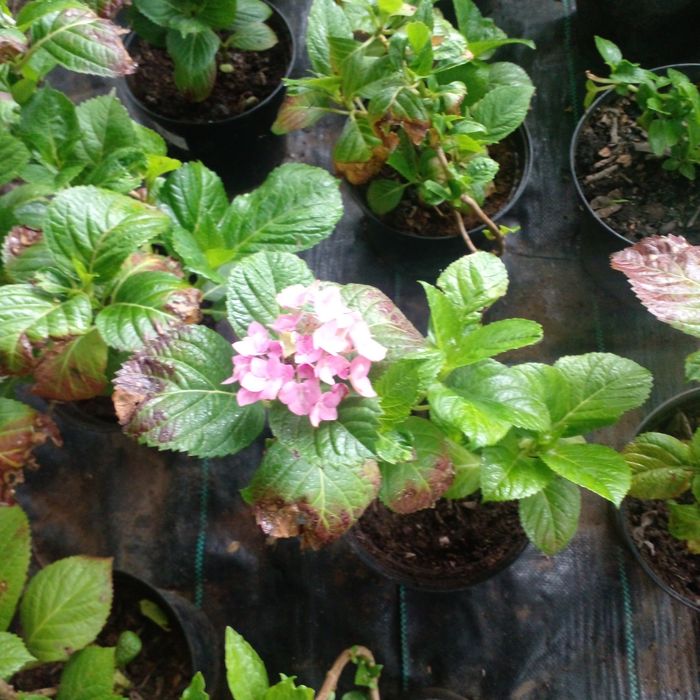 Гортензия крупнолистная в наличии