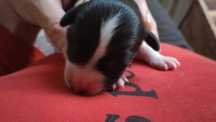 Szczeniak Polski Owczarek Nizinny FCI - Polish Lowland Sheepdog