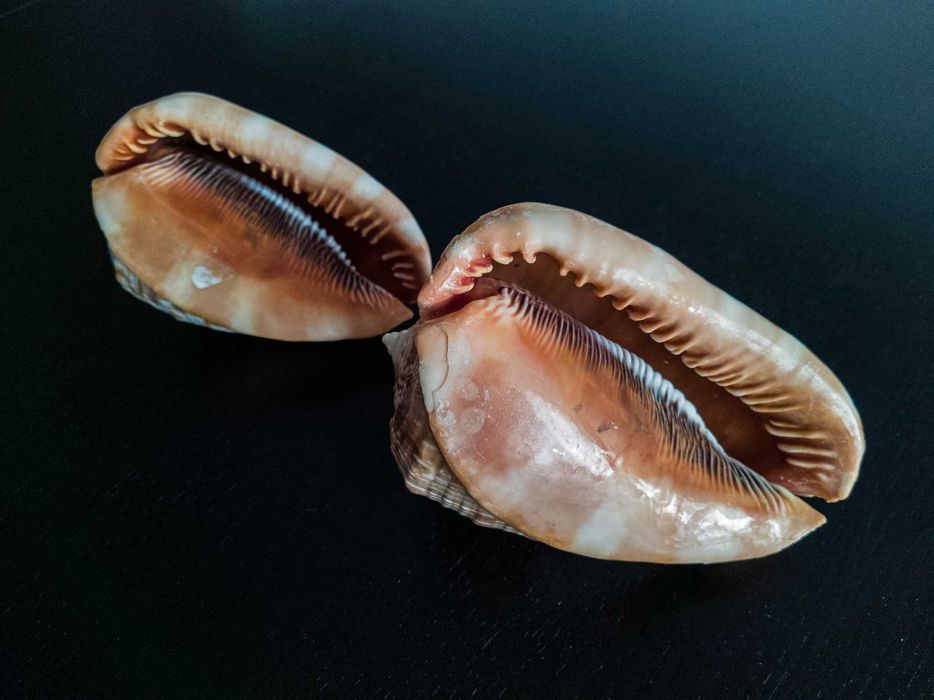 Conchas de caracol do mar Cypraecassis Rufa