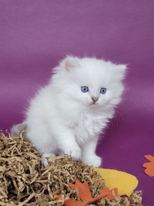 Британські кошенята срібляста шиншила поінт