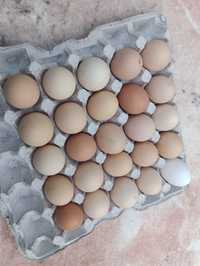 Домашнє курине яйце