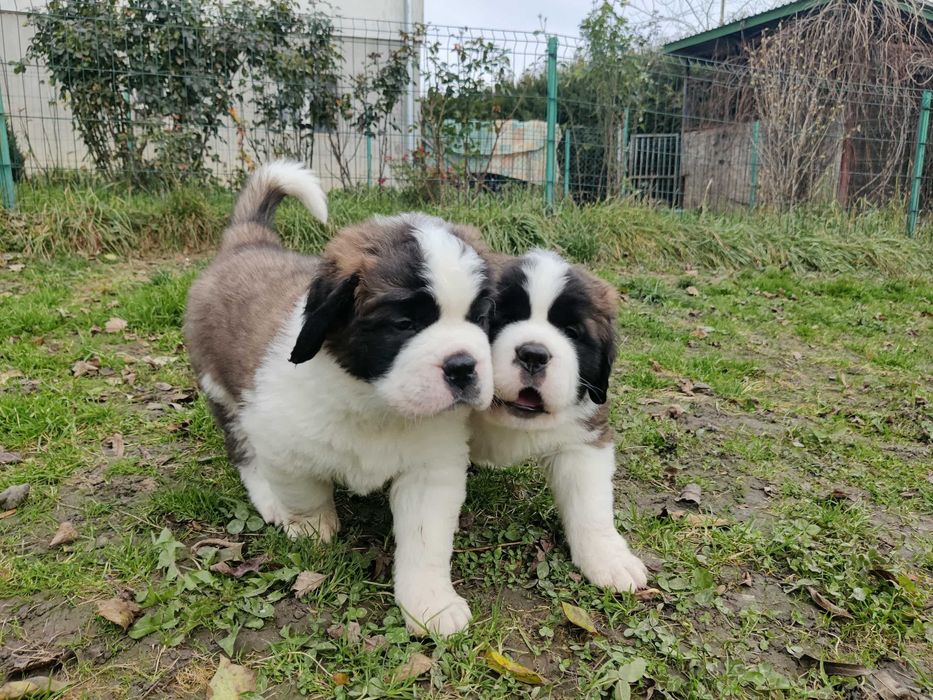 Długowłosy bernardyn piękny chłopiec z rodowodem FCI