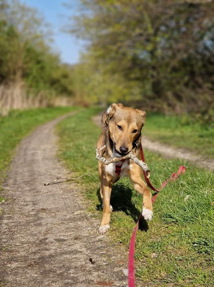 Rudy szuka domu na zawsze