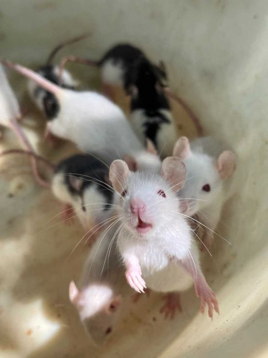 Пацючки, хлопчики й дівчатка: нова генерація