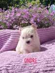 Golddust Yorkshire Terrier, mini York