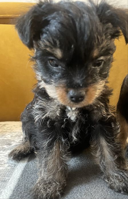 York yorkshire yorki piesek mini miniaturka