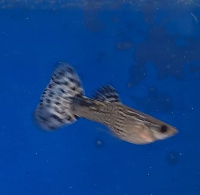 Guppy cobra azul