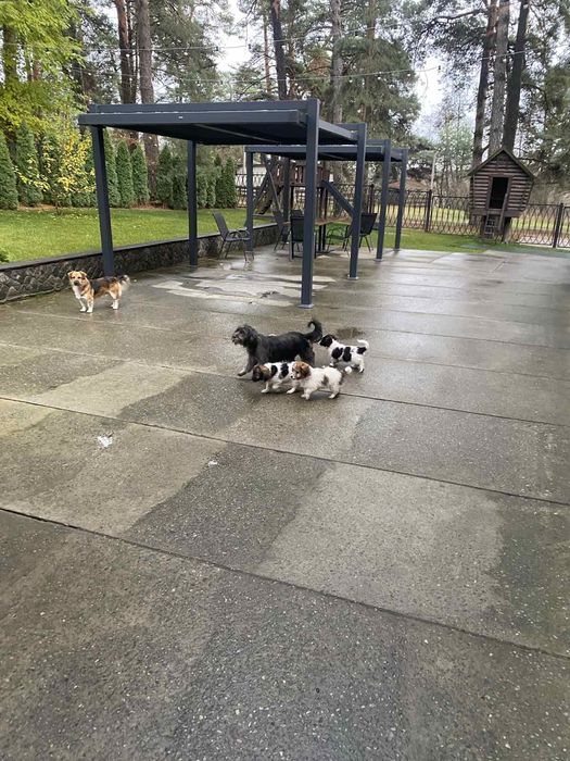 Люди, спасіть цуценят!