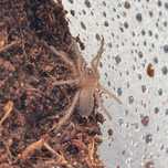 Chilobrachys natanicharum + zestaw startowy sp electric blue