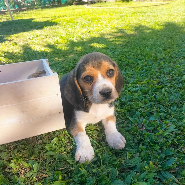 Beagle magnífico macho