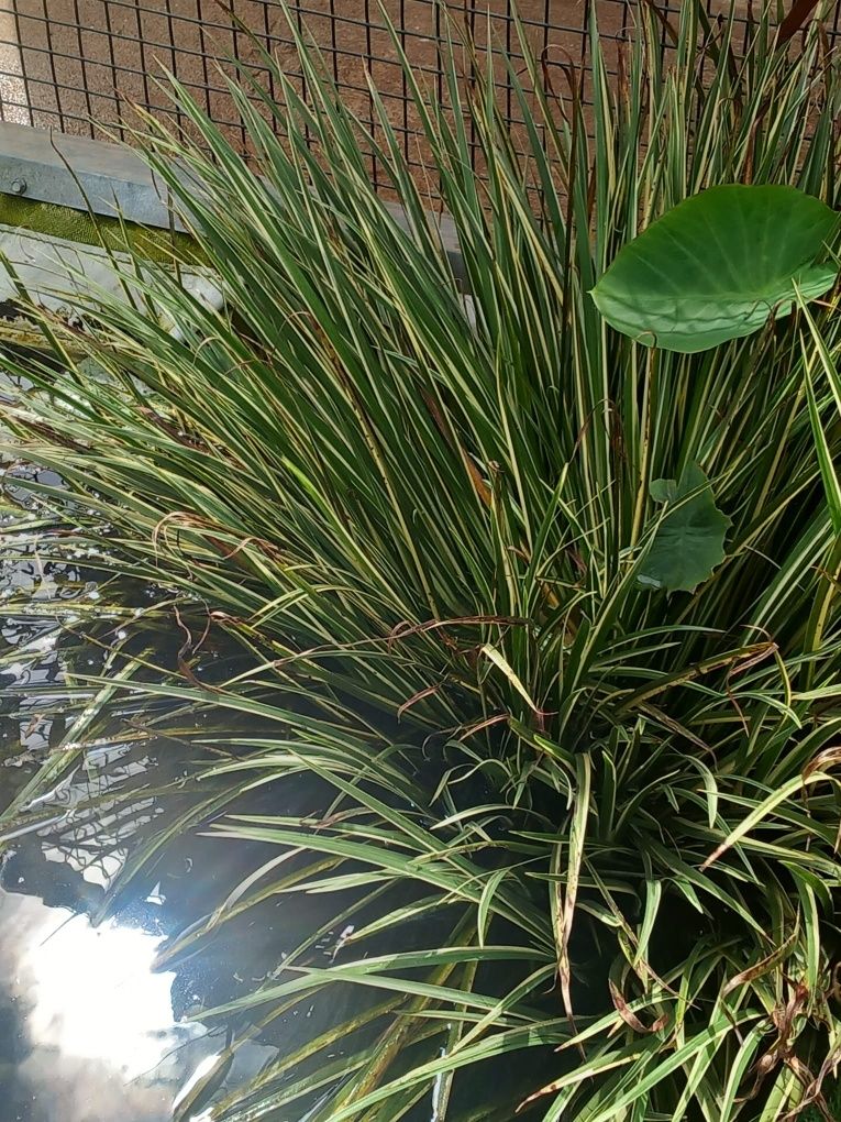 Plantas para lagos