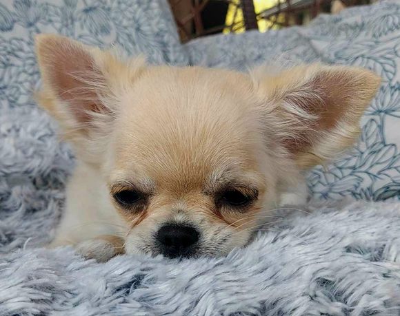 Chihuahua Śliczna jasna długowłosa suczka
