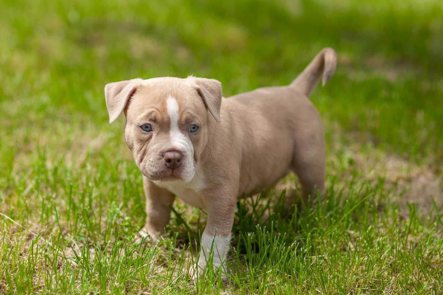 American Bully Pocked piesek ABKC