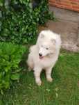 Szczeniak suczka samojed
