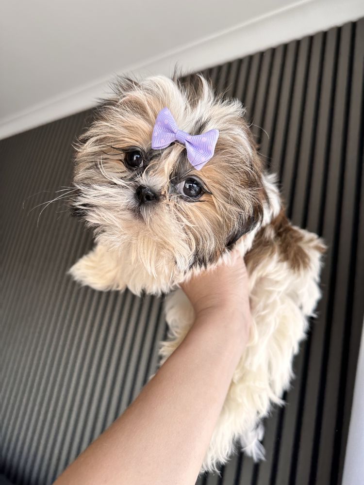 Shihtzu femea miniatura excelente