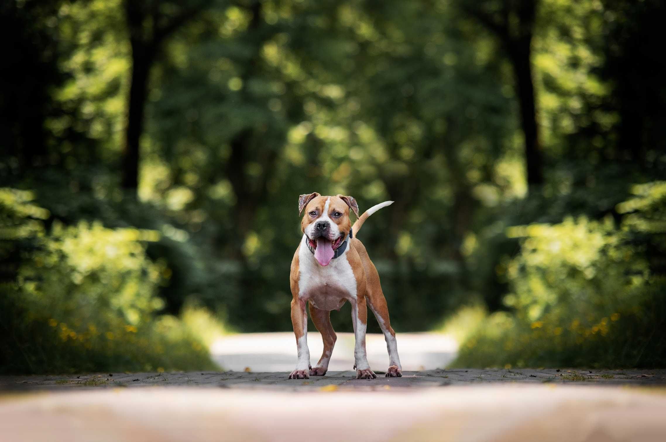 Piękny pitbull szuka domu! Ginger do adopcji