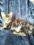 Śliczna kotka Maine coon