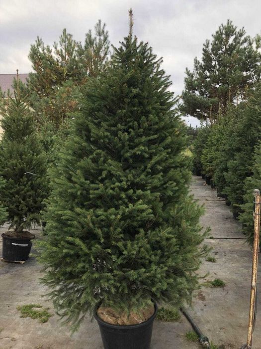 Європейська ялина формована, 80-210см. Ялинки в горщиках, гурт