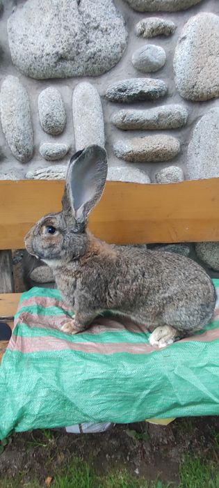 Samce Olbrzym Belgijski