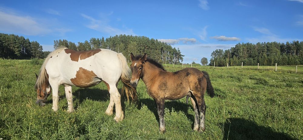 Klacz pkz gniadosrokata źrebna i źrebak