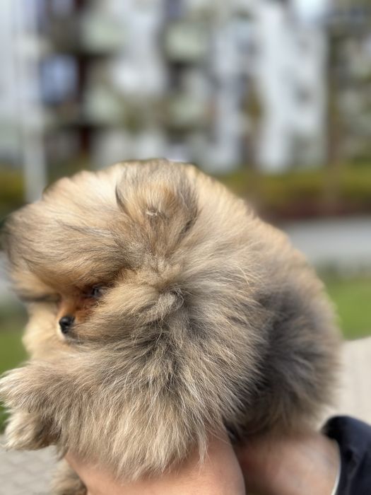 Pomeranian typ misia - kochany maluszek