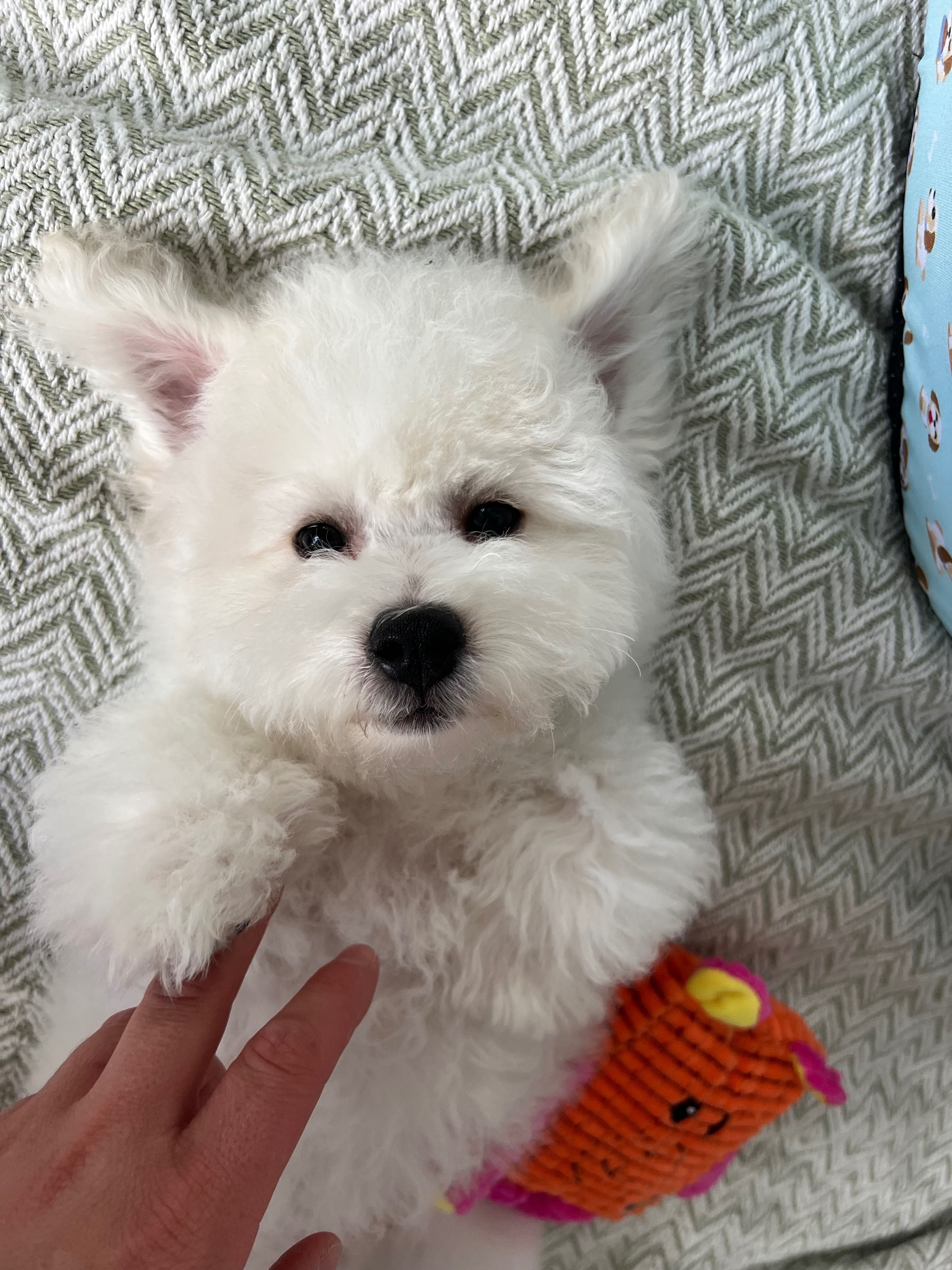 Szczeniak bichon zkwp badania
