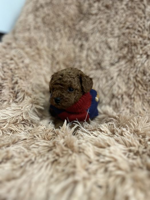 Пудель мініатюра