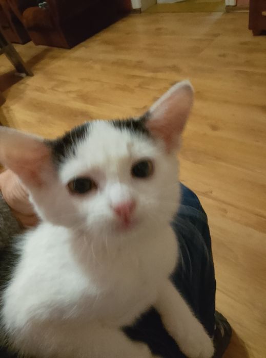 Mały kotek szuka domu