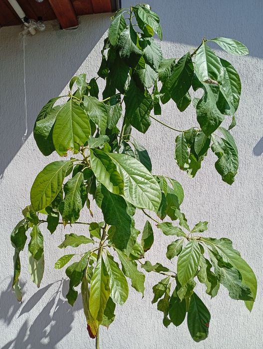 Awokado, roślina doniczkowa, duże drzewo avokado