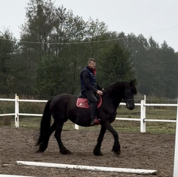 Klacz Fryzyjska ze źrebakiem