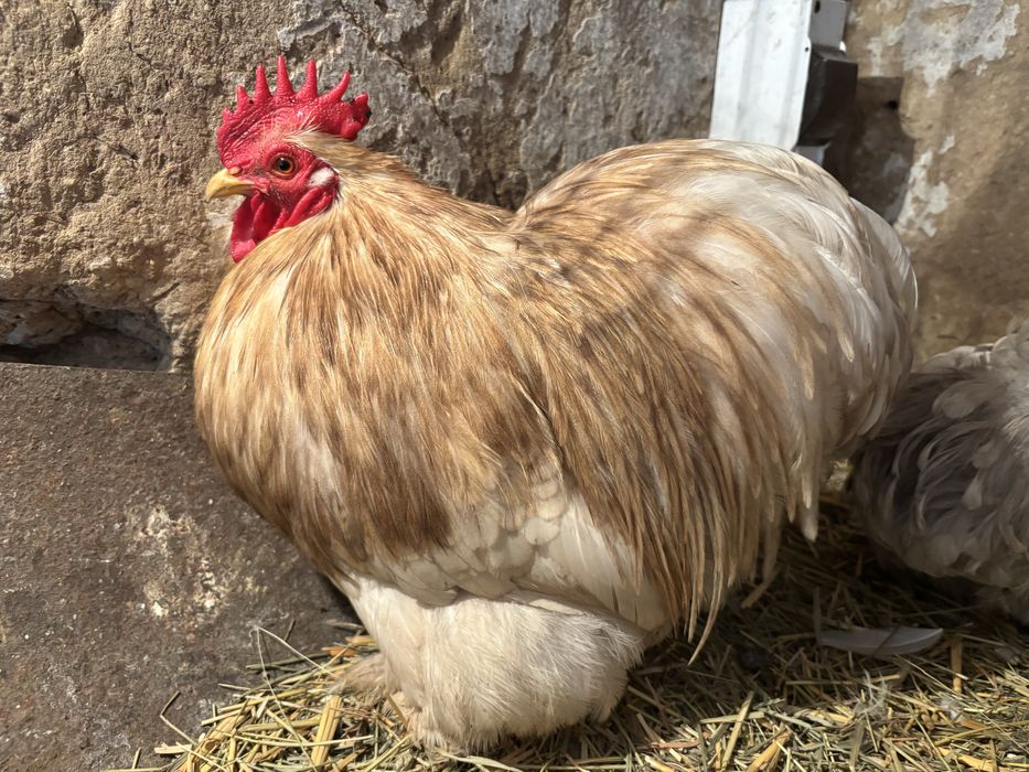 Карликовий кохінхін (боблейт)