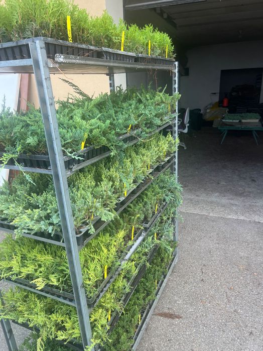 Туї смарагд акція є опт