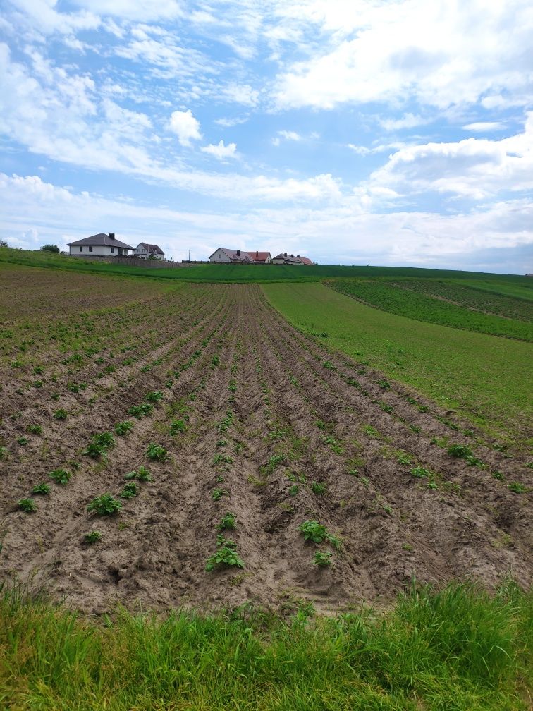 Продам земельну ділянку в селі Забороль.