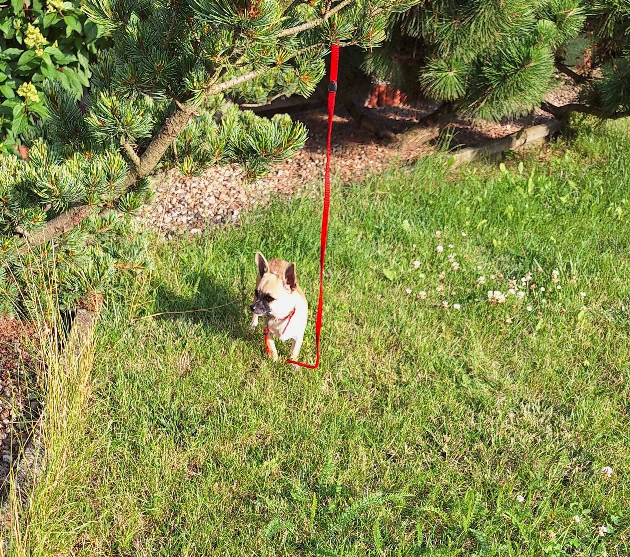 Chihuahua suczka