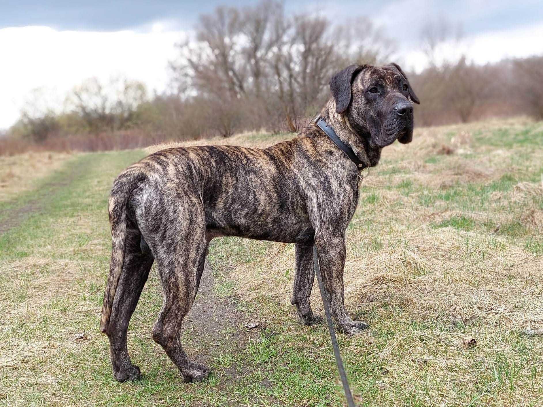 Piękny kochający dog kanaryjski FILET szuka domu!