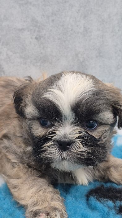 SHIH TZU śliczny piesek do rezerwacji
