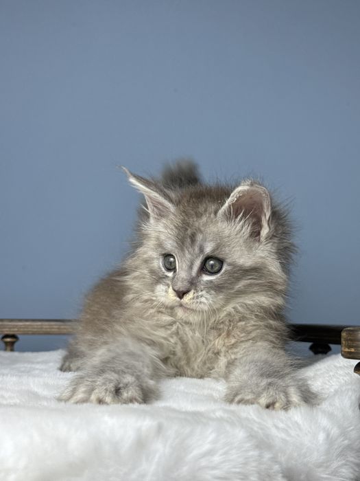 Феромон кукольный мальчик котенок мейн кун в шоу типаже