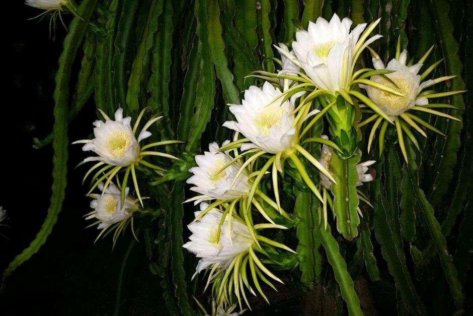 Plantas Pitaya Pitaia Fruta do Dragão Enraizadas - 50 cm - Novo Preço!