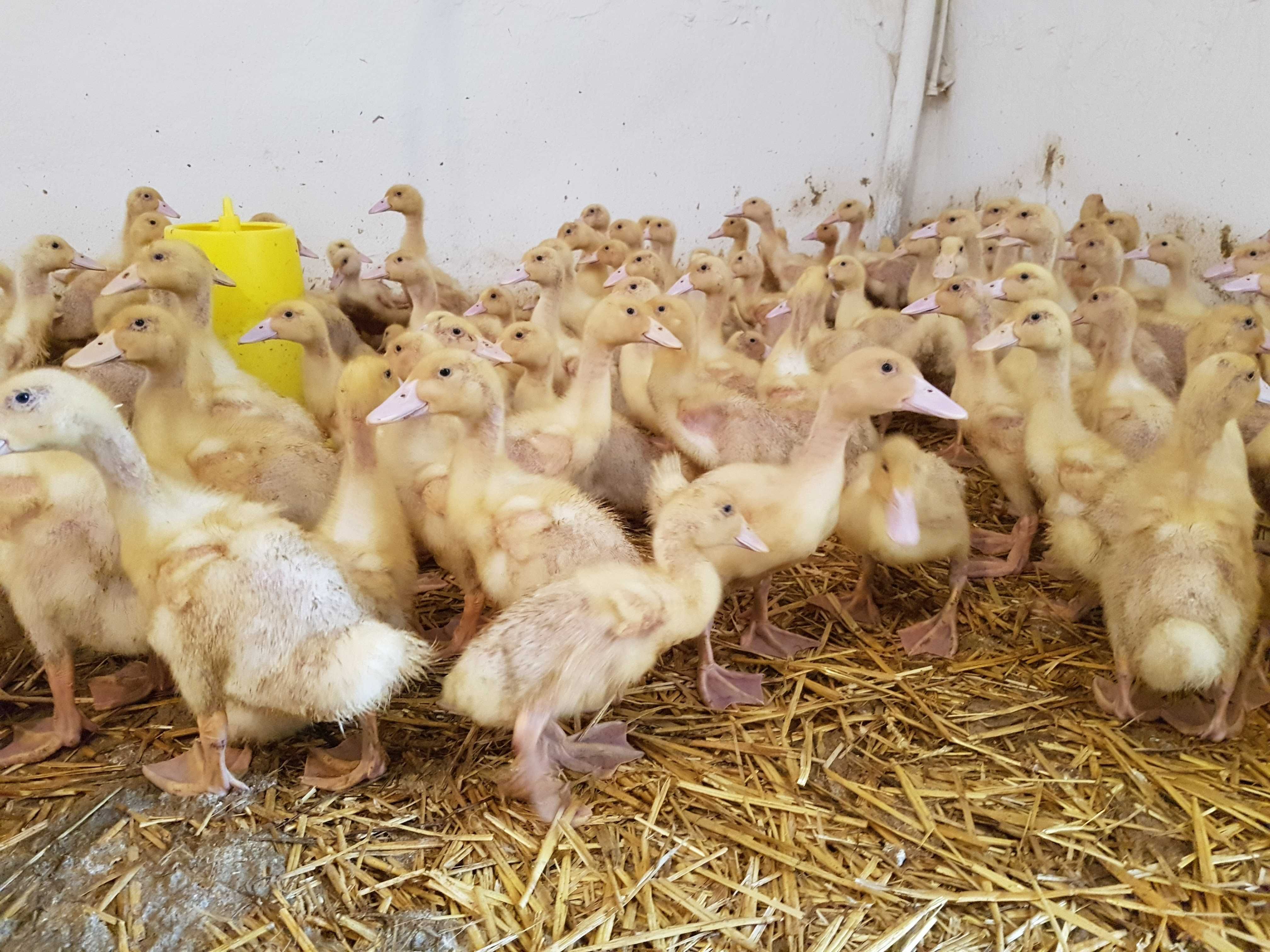 Kaczki pisklęta różne staropolska, biegus do dalszego chowu