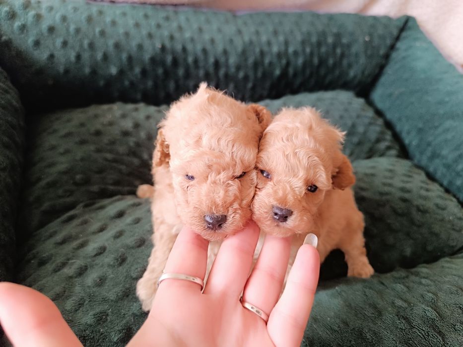 Chłopiec, pudel toy, FCI