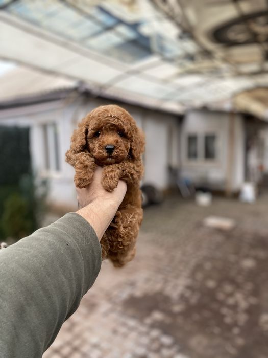 Мальтіпу цуценятка мальтіпушки