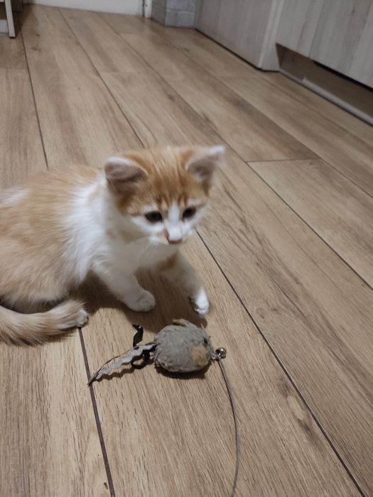 Oddam kotkę w dobre ręce
